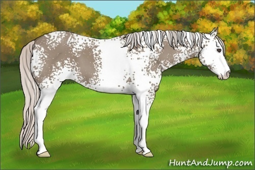 Horse Color:White Spotted Silver Grullo Sabino 