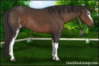 Horse Color:White Spotted Liver Chestnut 