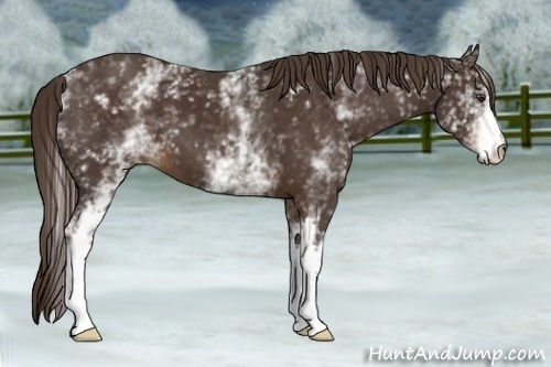 Horse Color:White Spotted Liver Chestnut 
