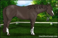 Horse Color:Liver Chestnut 