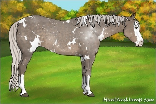 Horse Color:White Spotted Silver Smoky Black Splash