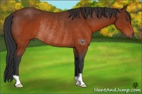 Horse Color:Brown Rabicano 