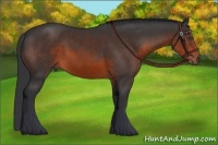 Horse Color:Brown 