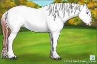 Horse Color:Bay Dun Appaloosa 
