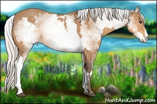 Horse Color:White Spotted Silver Buckskin Frame 