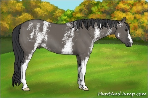Horse Color:White Spotted Grullo 