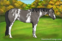 Horse Color:White Spotted Grullo