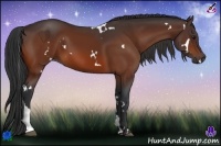 Horse Color:White Spotted Bay Tobiano 
