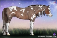 Horse Color:White Spotted Liver Red Roan Splash 