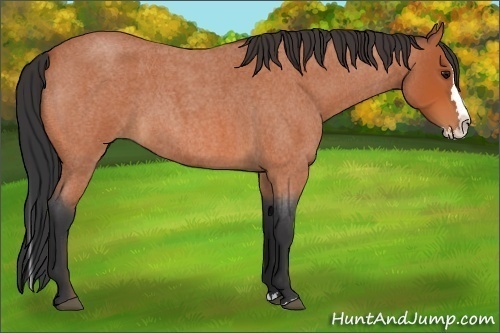 Horse Color:Bay Roan Splash 