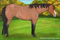 Horse Color:Bay Roan Splash