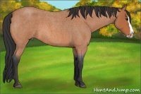 Horse Color:Bay Roan Splash