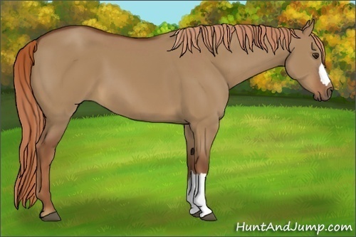 Horse Color:Red Dun 