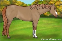 Horse Color:Red Dun