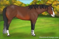 Horse Color:Bay Splash 