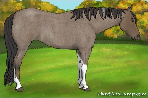 Horse Color:Buckskin Roan Tobiano