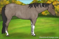 Horse Color:Buckskin Roan Tobiano 