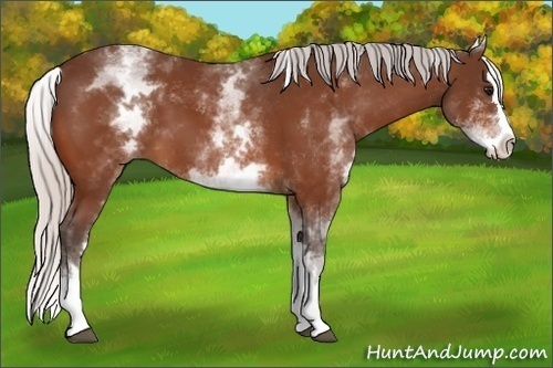 Horse Color:White Spotted Silver Bay Splash 