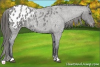 Horse Color:Blue Roan Appaloosa 