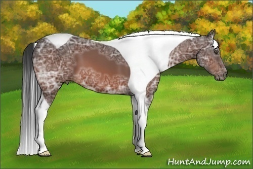 Horse Color:Bay Ice Tobiano 