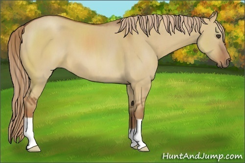 Horse Color:Red Dun Frame 