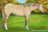 Horse Color:Red Dun Frame 