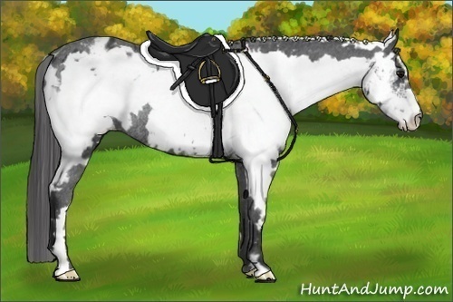Horse Color:Black Sabino Frame Appaloosa Rabicano 