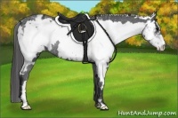 Horse Color:Black Sabino Frame Appaloosa Rabicano