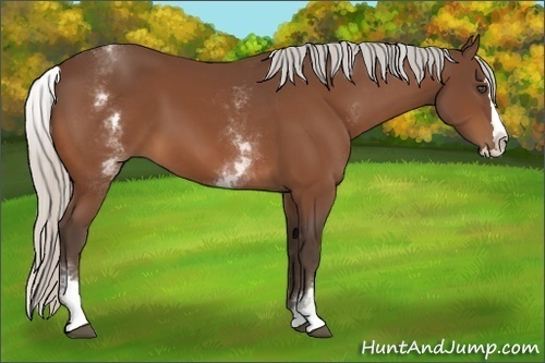 Horse Color:White Spotted Silver Bay Splash