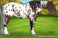 Horse Color:White Spotted Brown Blanket