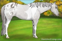 Horse Color:Grullo Tobiano Varnish Rabicano 