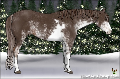 Horse Color:Liver Chestnut Sabino 