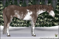 Horse Color:Liver Chestnut Sabino 