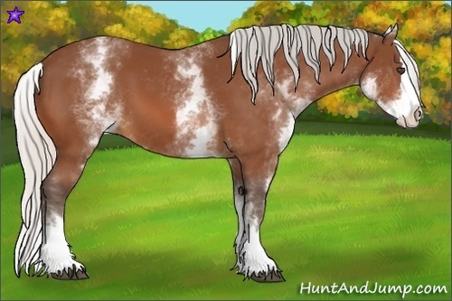 Horse Color:White Spotted Silver Bay Splash