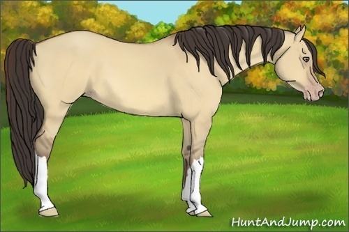 Horse Color:Amber Champagne Dun 