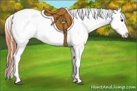 Horse Color:Bay Near Leopard