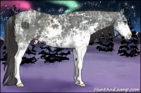 Horse Color:Liver Chestnut Ice Sabino 