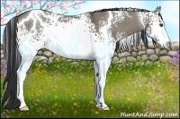 Horse Color:White Spotted Grullo Sabino
