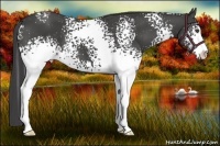 Horse Color:White Spotted Smoky Black Sabino 