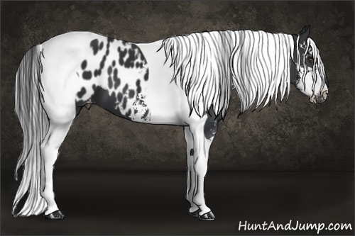 Horse Color:Black Sabino Tobiano Appaloosa 