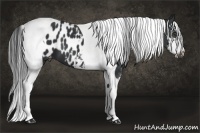 Horse Color:Black Sabino Tobiano Appaloosa 