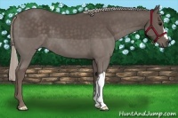 Horse Color:Silver Black 