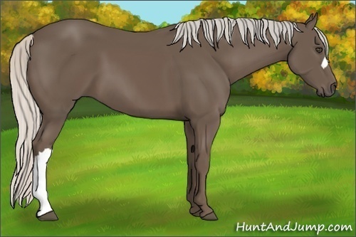 Horse Color:Silver Black