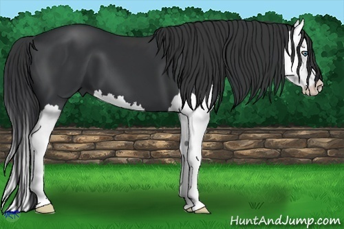 Horse Color:Black Splash 