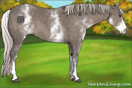 Horse Color:White Spotted Silver Black 