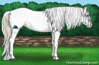 Horse Color:Palomino Tobiano Appaloosa