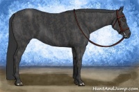 Horse Color:Black  Brindle