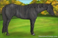 Horse Color:Black  Brindle