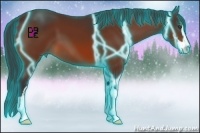 Horse Color:Thunderstruck Bay Sabino