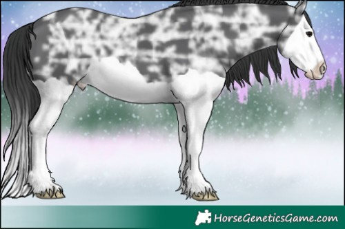 Horse Color:Black Ice Splash  Brindle